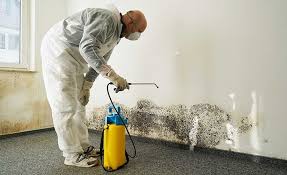 Trusted Rancho Calaveras, CA Mold Removal Services Experts